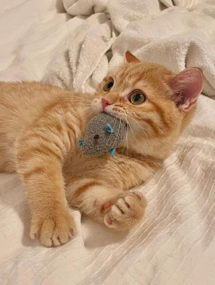 超可爱的橘猫