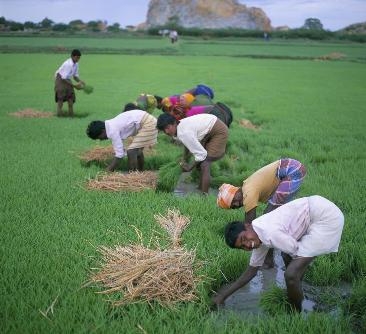 我国能够成功种植泰国香米等多种稻米,为何我国不大规模种植印度长粒