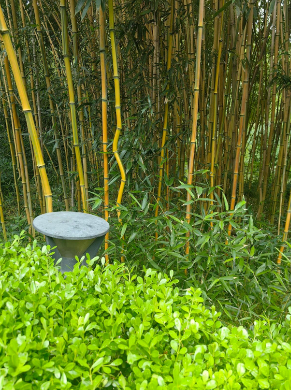 在这么一片茂密的竹林里,这颗竹子显得格外的引人注目.