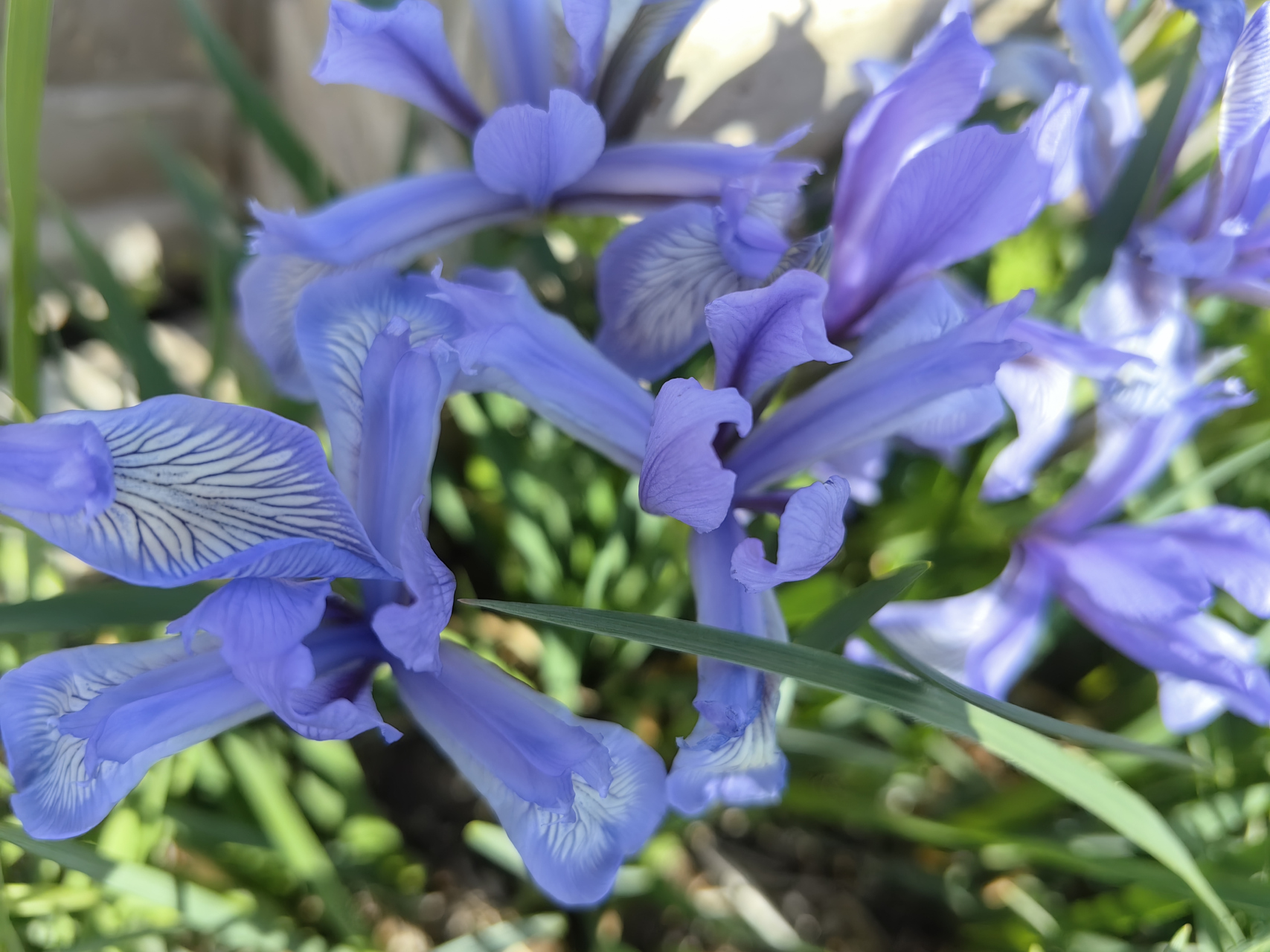 "马兰开花二十一……"  这就是小时候歌谣里的马兰花