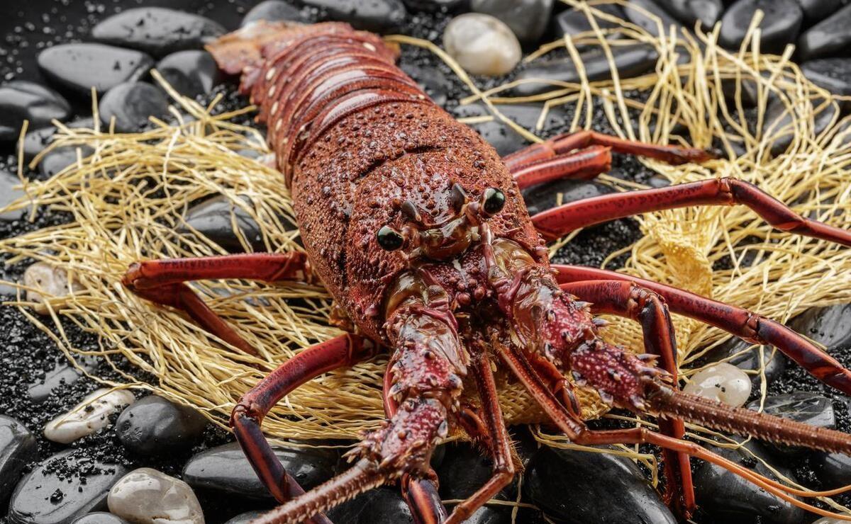 都是大龙虾,波士顿龙虾与澳洲龙虾有什么区别呢?为啥贵那么多?