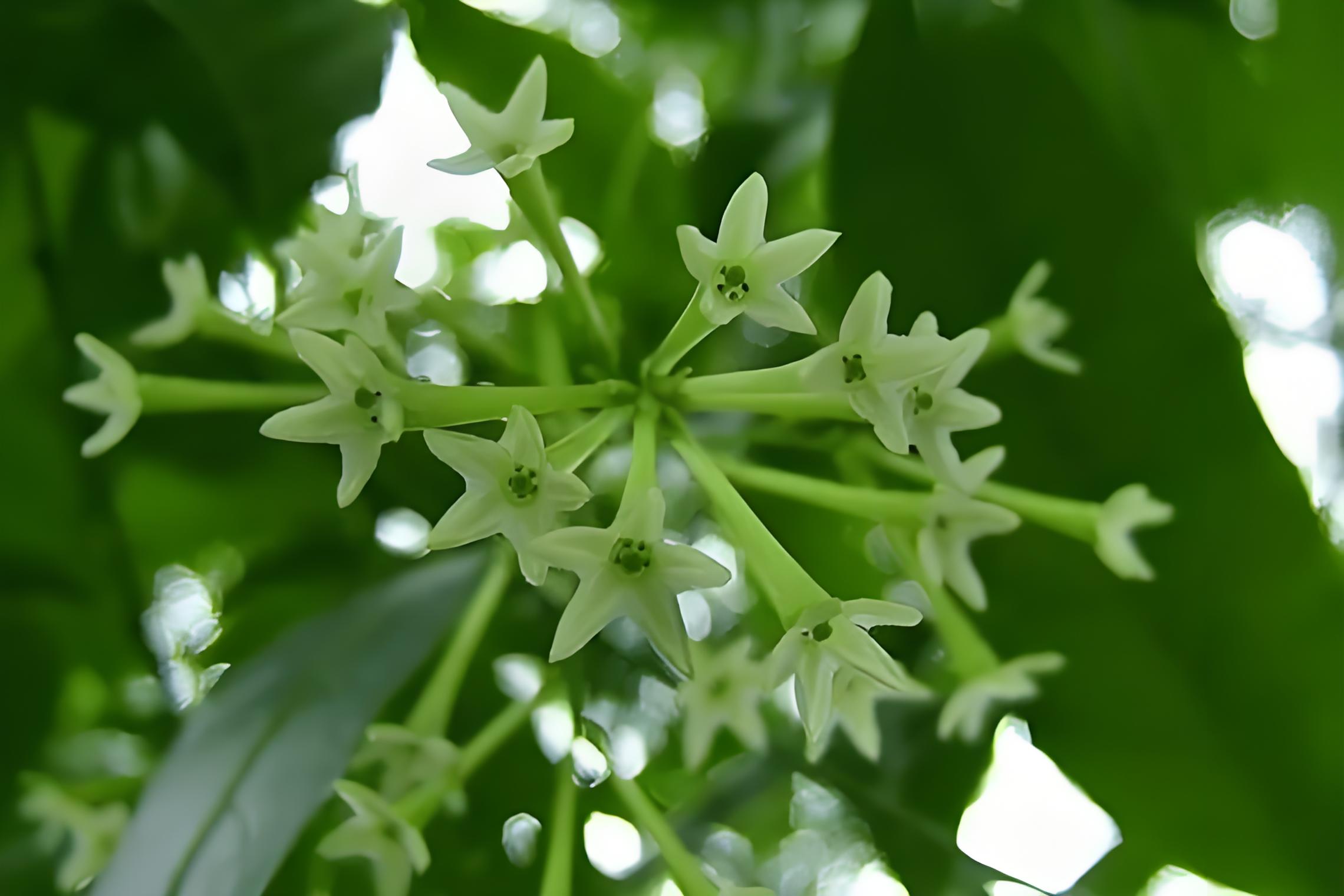 各种夜来香花的图片图片