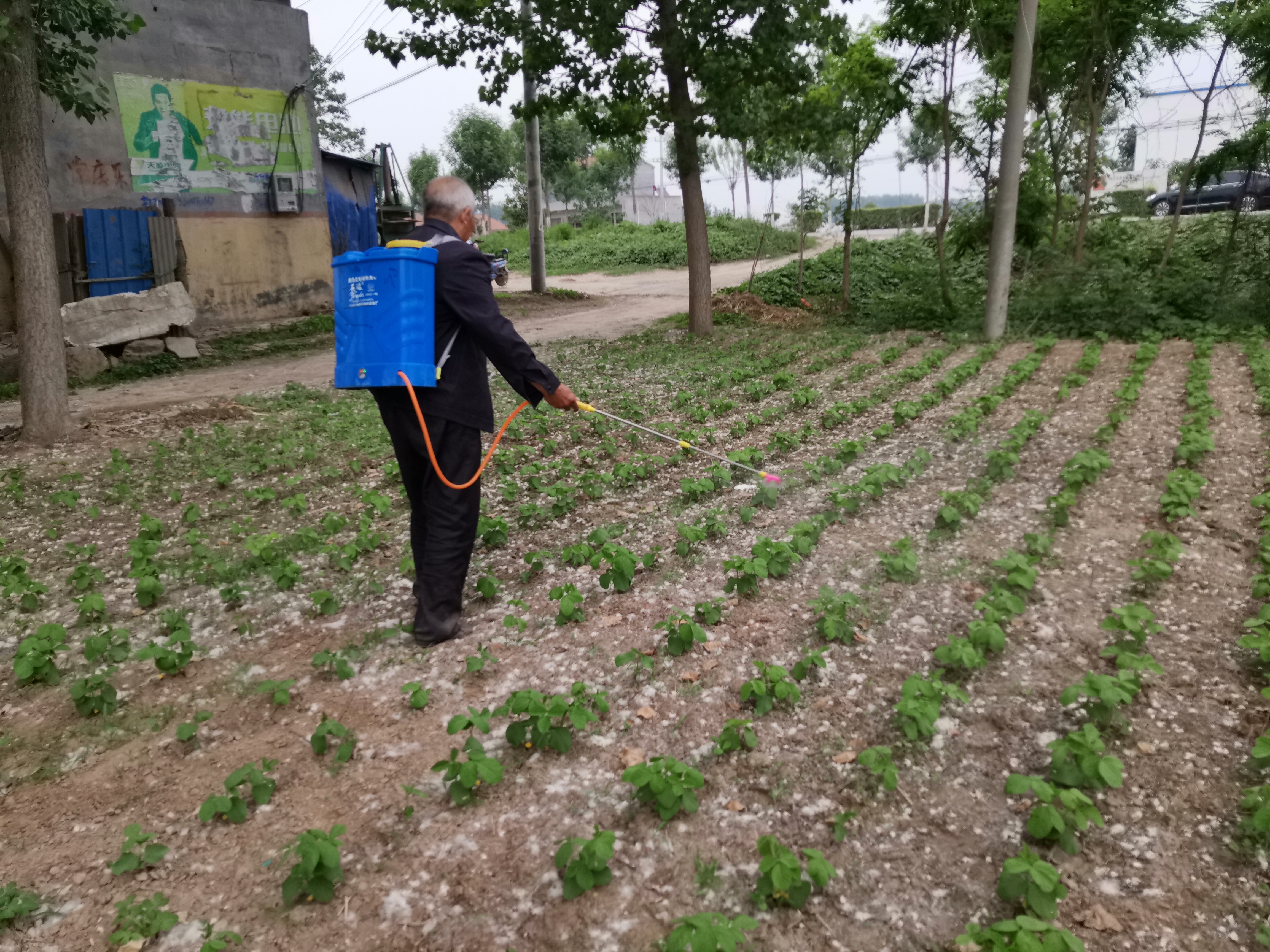种花生,记住四个步骤,轻松夺高产