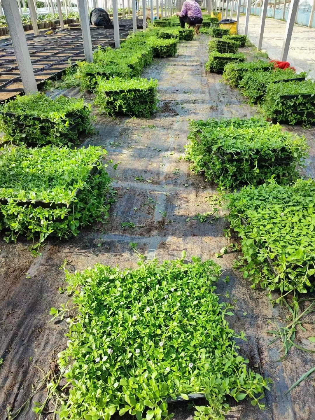 会开花的草坪 适合盐碱地的优良地被花卉 姬岩垂草 非常值得推广!