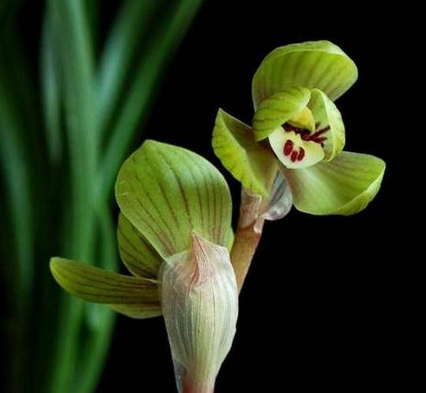 魏晋南北朝时期佛教兴盛,卷草纹通过佛教传入中国,并大受人们追捧