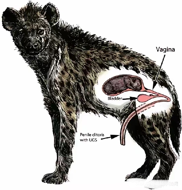 答案揭晓,雌性鬣狗以其独特的生理结构,向我们展示了分娩过程的册酷