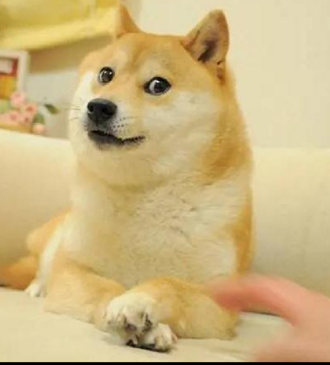 表情包doge的原型柴犬,狗狗币的原型kabosu 已于24日上午去世,享年18