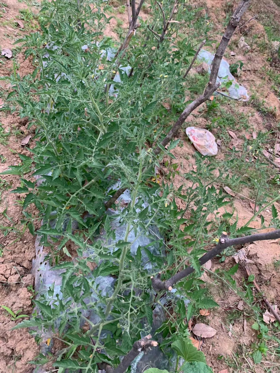 开荒种菜的经典说说(开荒种菜应该注意什么)