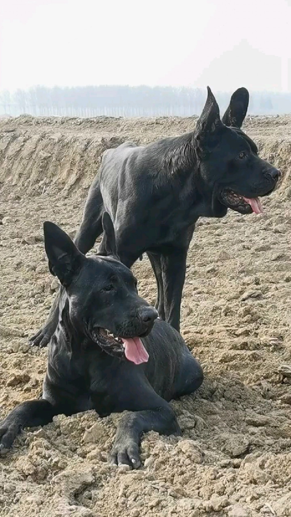 高品质墨界黑狼犬