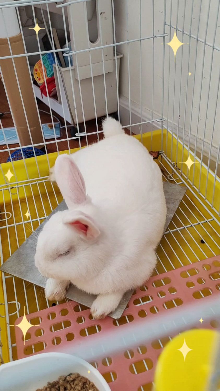 兔兔睡觉强撑着头,最后不受控制趴下了,像极了了上课打瞌睡