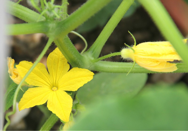 黄瓜雄花摘除的目的及摘除技术介绍