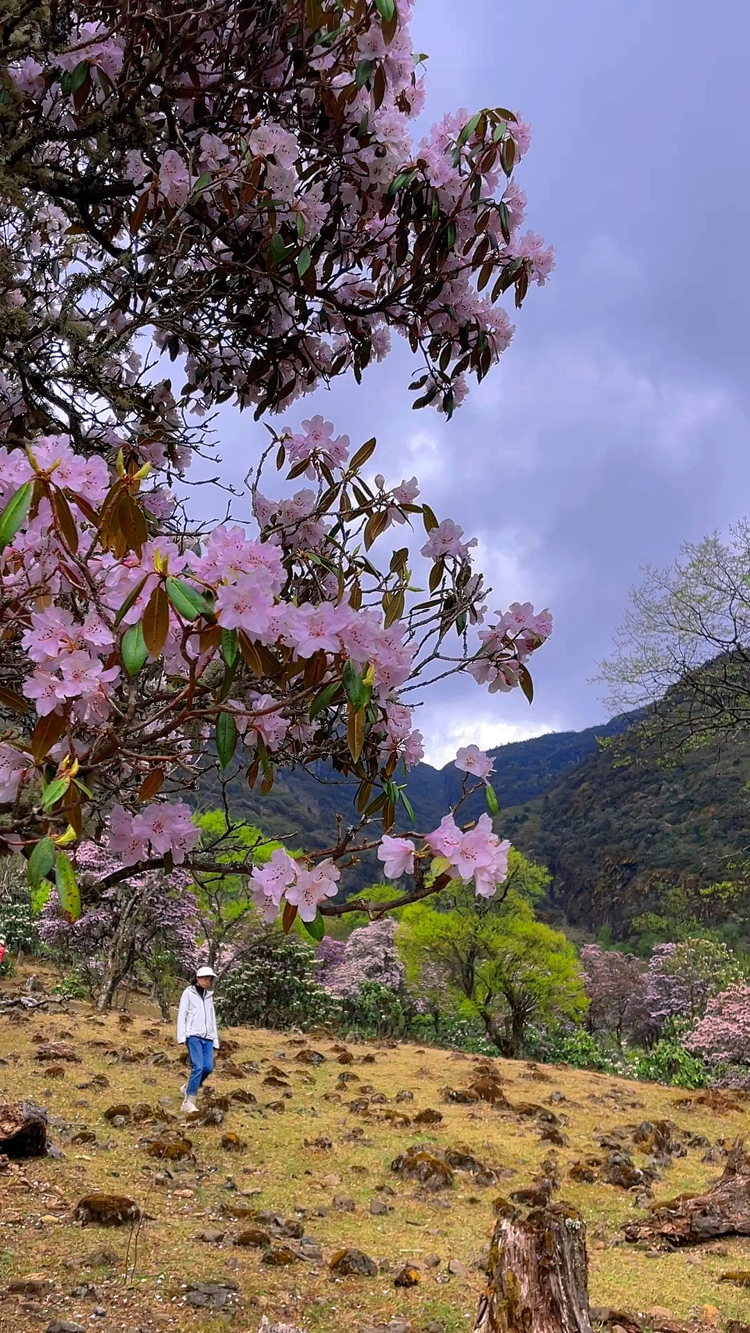 轿子雪山杜鹃花图片