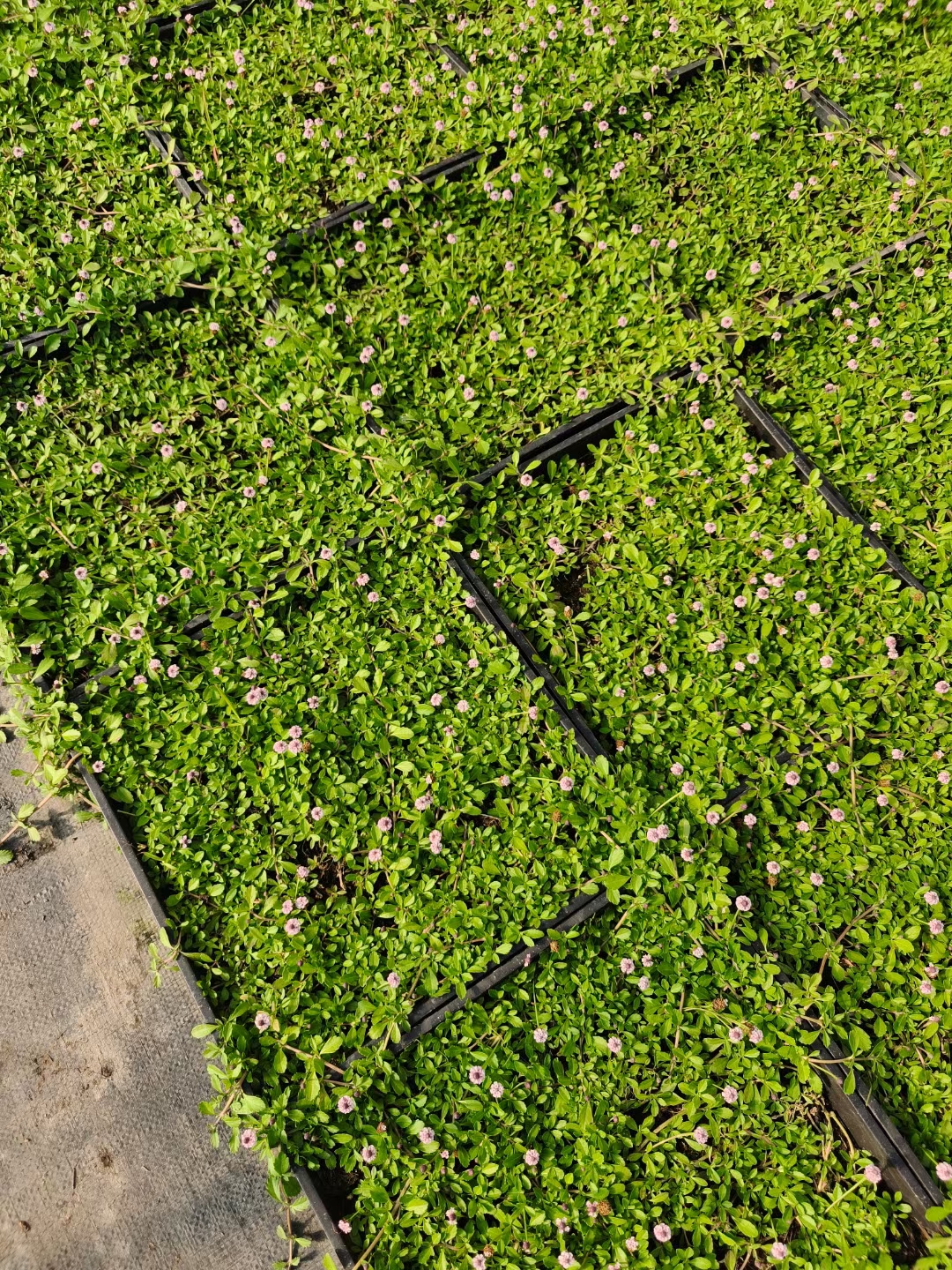 会开花的草坪 适合盐碱地的优良地被花卉 姬岩垂草 非常值得推广!