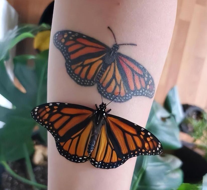 朋友们戏说他都招蜂引蝶了,原来是这只蝴蝶把他腿上的蝴蝶纹身当成