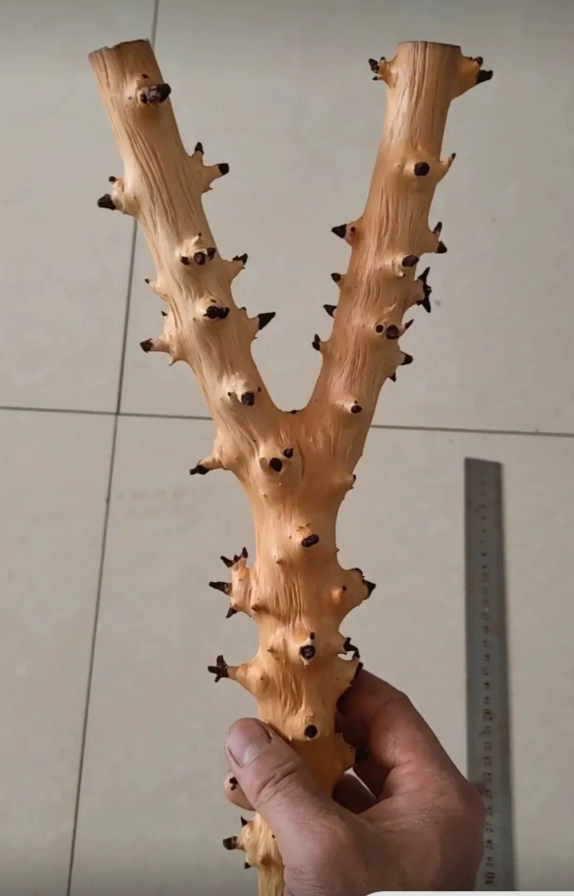 这么漂亮的对节木弹弓你们见过吗?