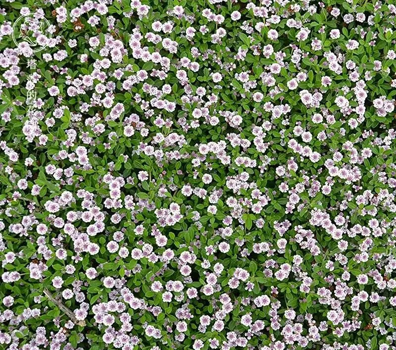 会开花的草坪 适合盐碱地的优良地被花卉 姬岩垂草 非常值得推广!