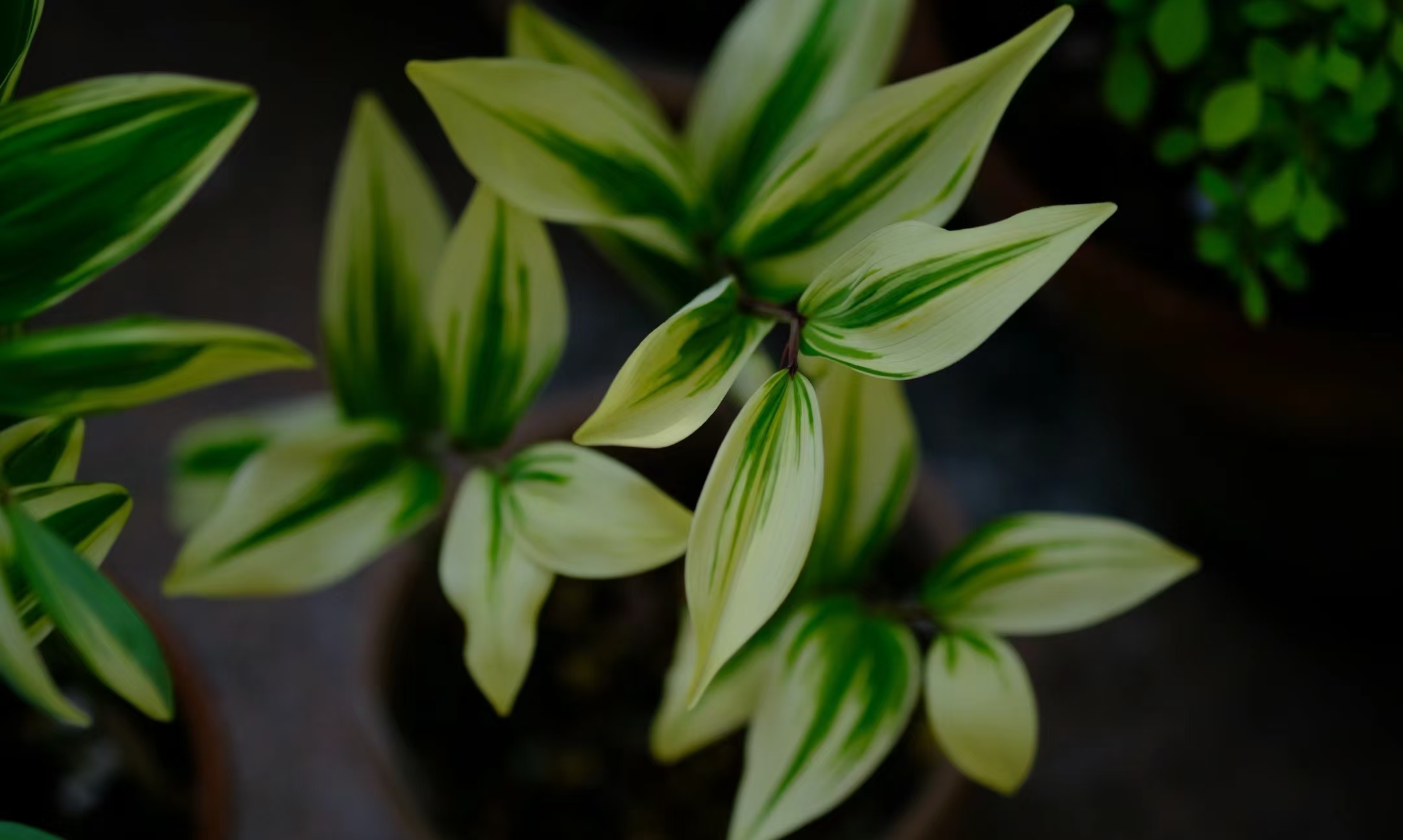 盆栽玉竹如何养护?注意这3点,粗放养护也能长很好