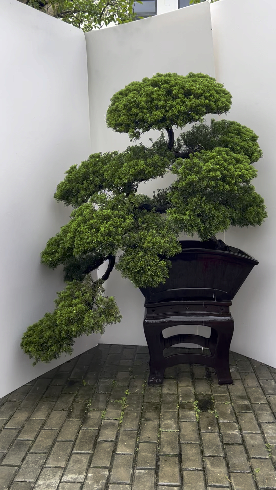 收藏级台湾真柏盆景