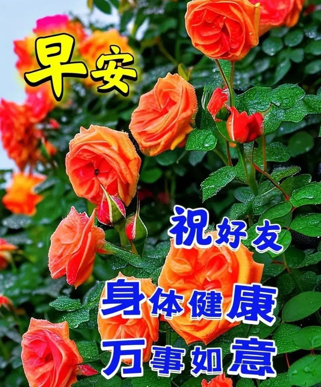溜得健康拌岁月 活出精彩乐悠悠 不会因忙碌疏远 不会因时间淡忘