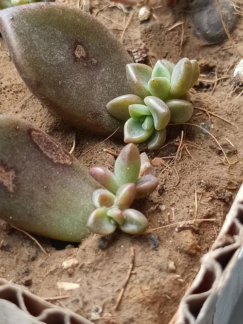 多肉植物都有一个特点,一般就是株型比较小巧,可以用小小的花盆来养