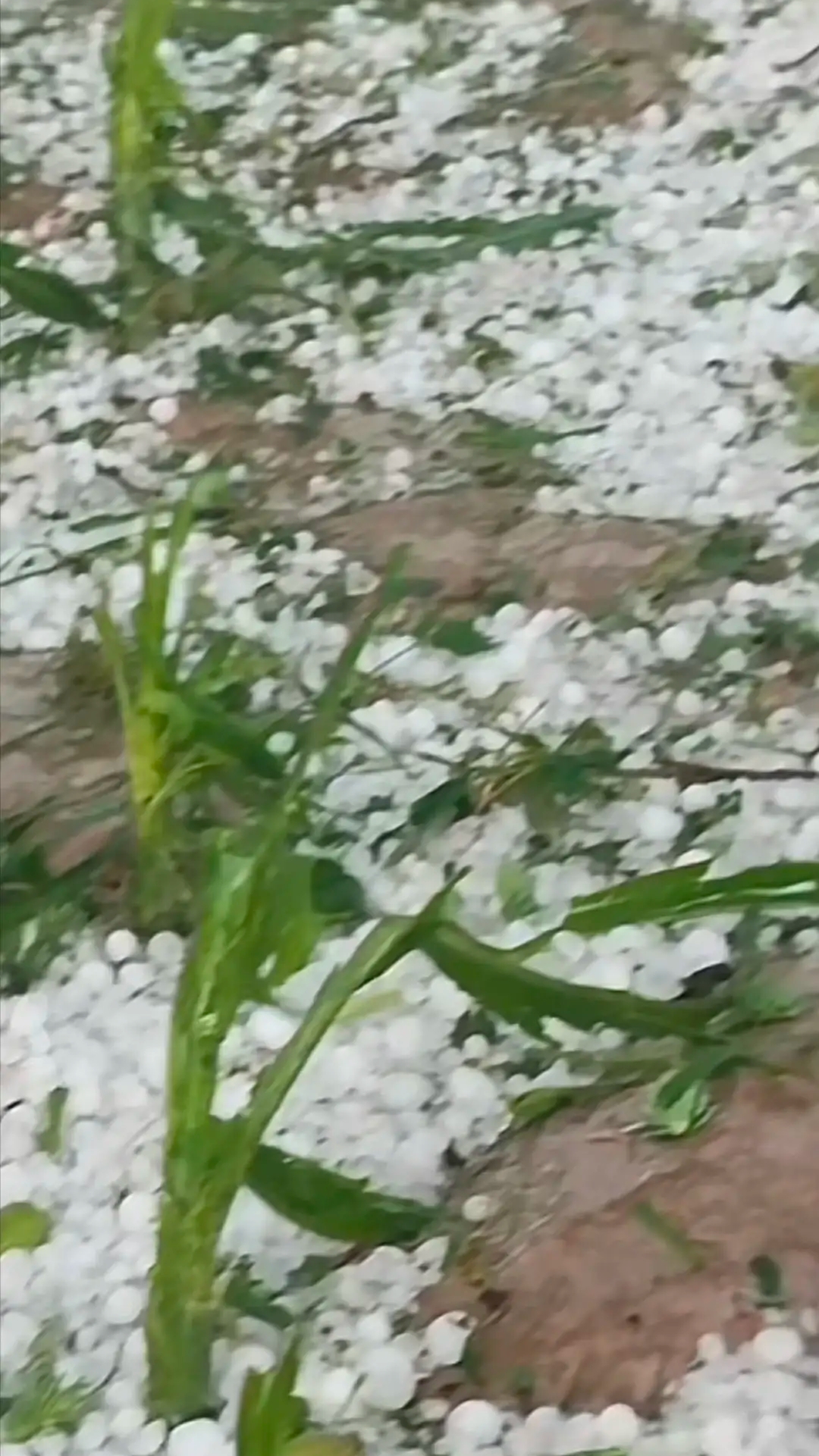 甘肃遭遇罕见冰雹袭击