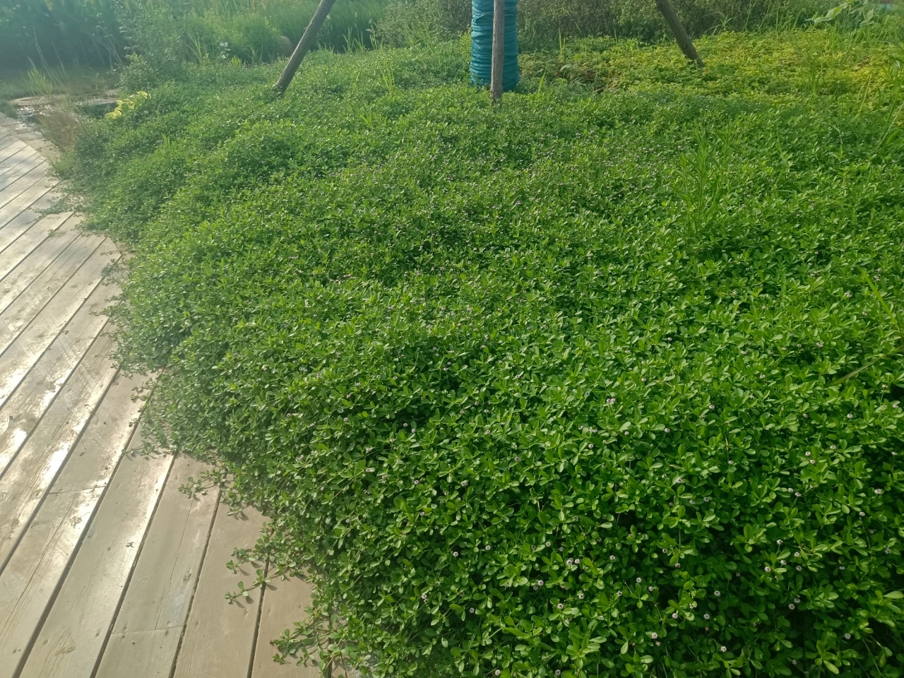 会开花的草坪 适合盐碱地的优良地被花卉 姬岩垂草 非常值得推广!