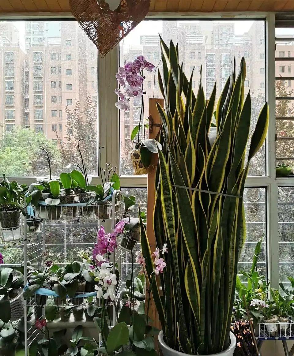 这些花,足有一米高,吸甲醛效果翻10倍