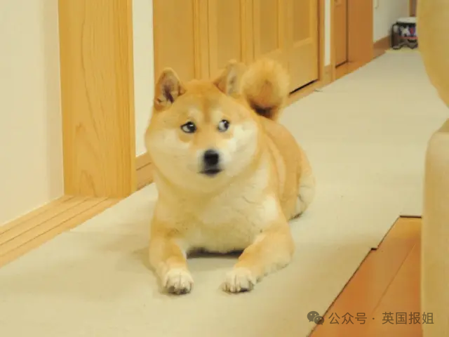 因doge表情包爆火十几年,见证一代人的网络冲浪史!