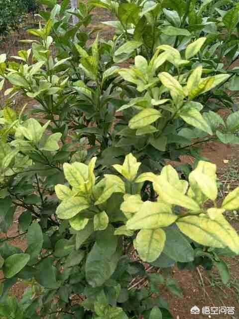 果树缺铁,怎样解决?