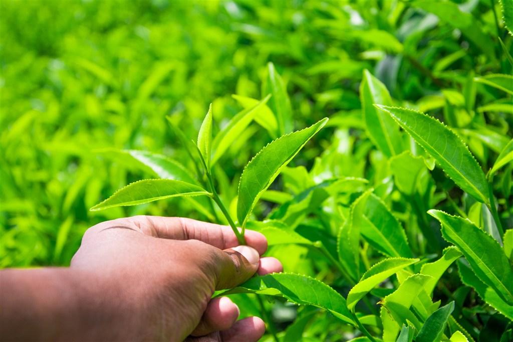 茶树芽叶病茶白星病和茶圆赤星病的识别与防治