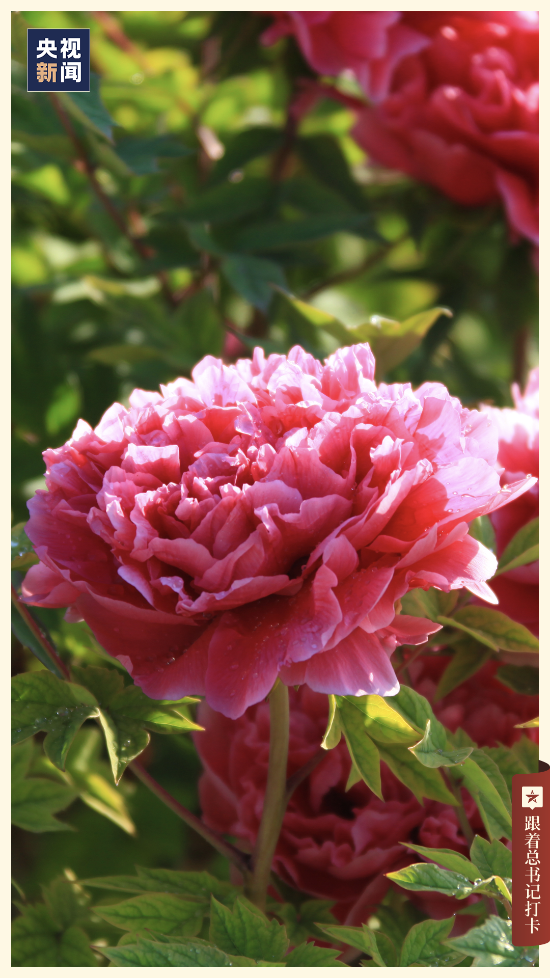 这条马面裙为孔府旧藏,这种妆花缎的织造工艺已经达到了中国丝绸史上