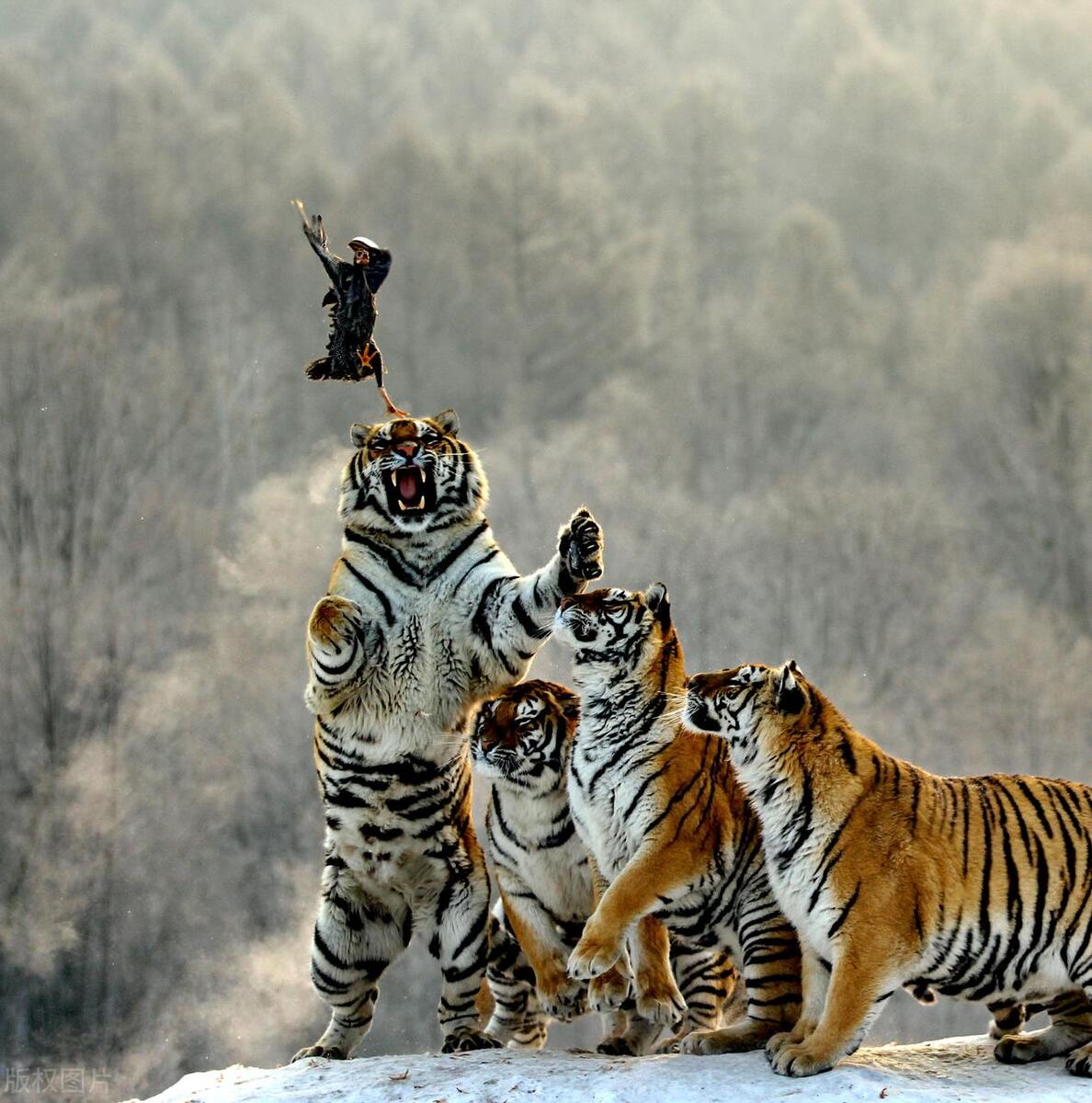 路旁时而出现"有虎出没""小心防虎"等宣传标语,但卡捷琳娜等把这些