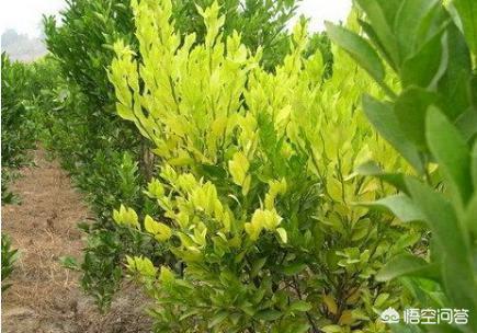 果树缺铁,怎样解决?