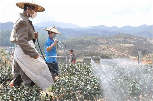 茶黑毒蛾图片