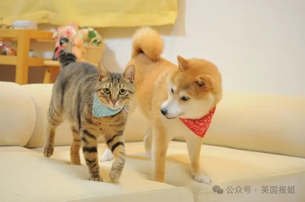 因doge表情包爆火十几年,见证一代人的网络冲浪史!