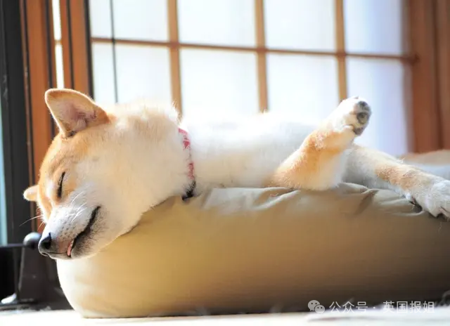 因doge表情包爆火十几年,见证一代人的网络冲浪史!