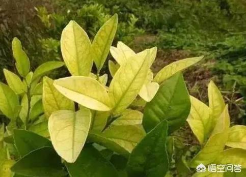 果树缺铁,怎样解决?