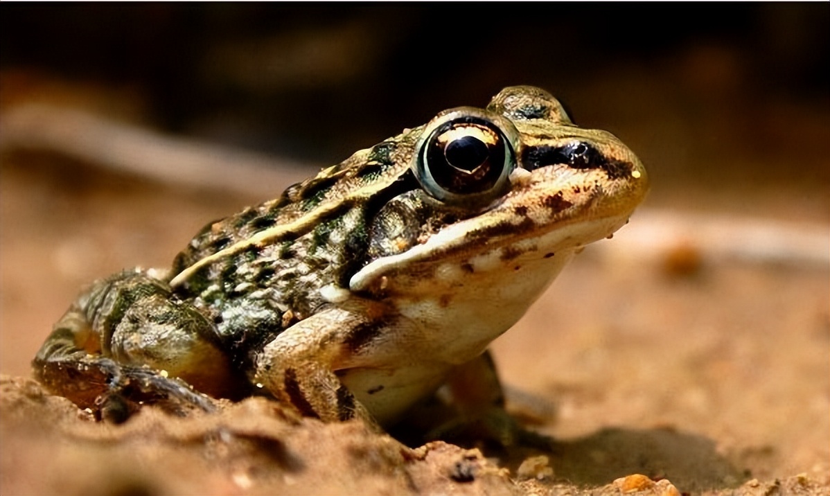 黑斑蛙养殖注意事项