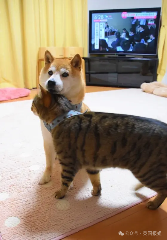 因doge表情包爆火十几年,见证一代人的网络冲浪史!