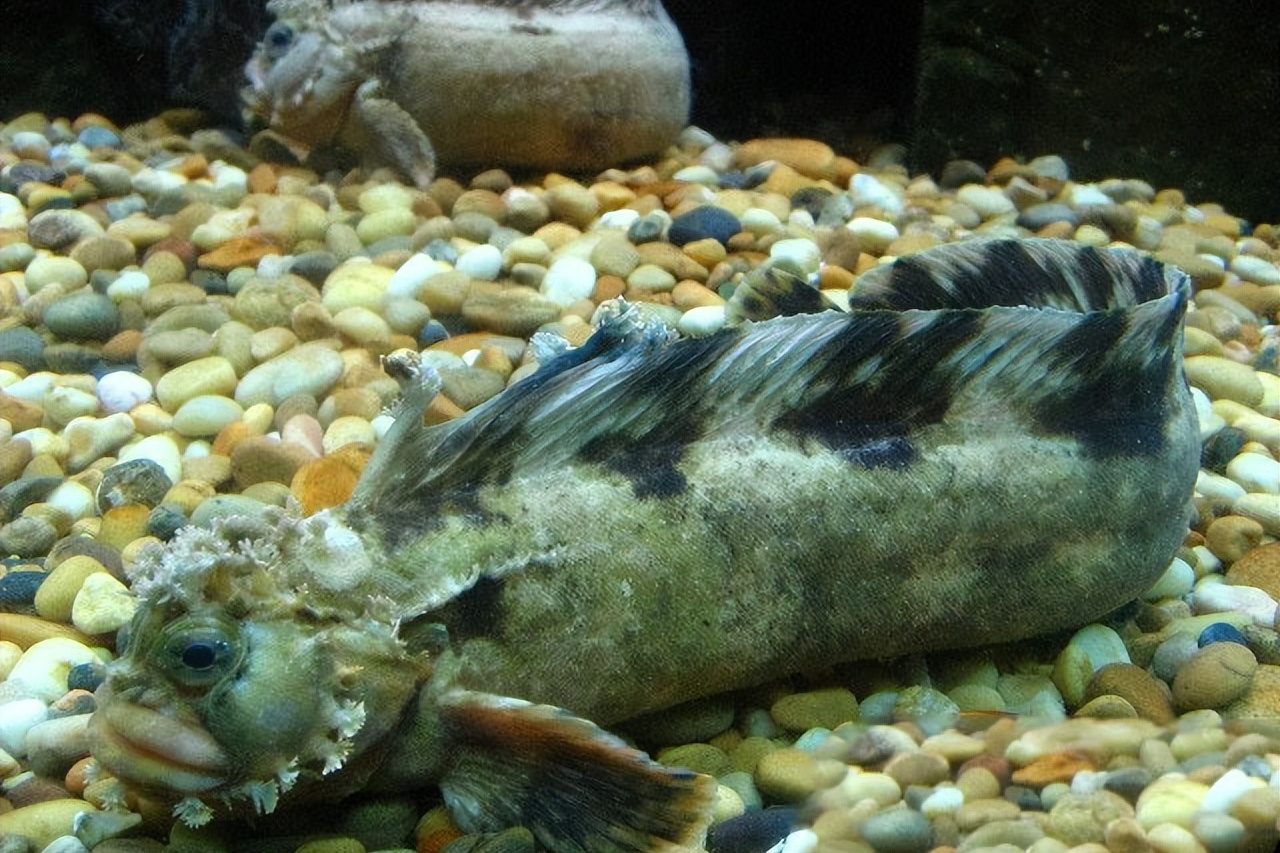 小姐鱼,即繸鳚,分布于太平洋西北海域,肉质鲜美,营养价值高.