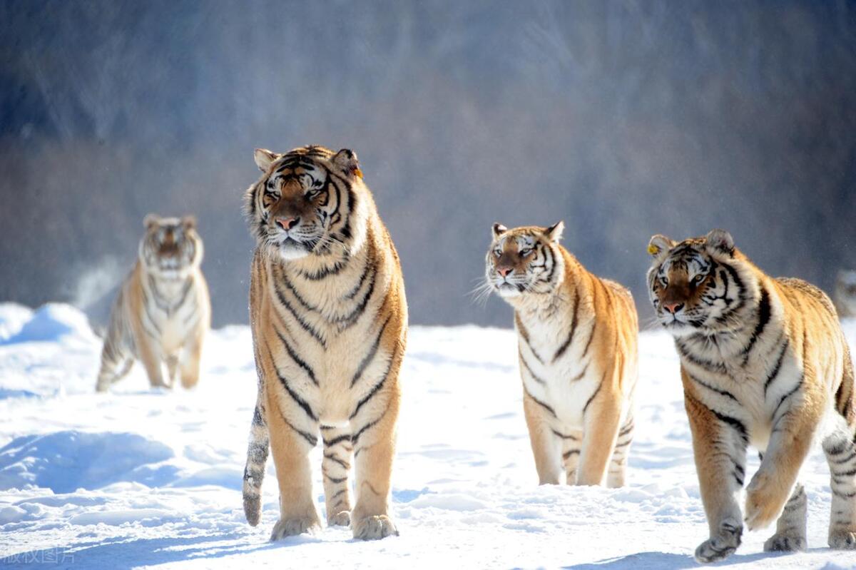 路旁时而出现"有虎出没""小心防虎"等宣传标语,但卡捷琳娜等把这些