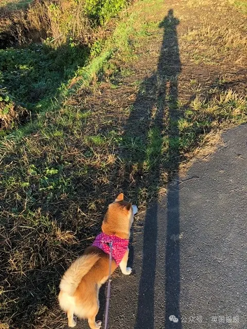 因doge表情包爆火十几年,见证一代人的网络冲浪史!