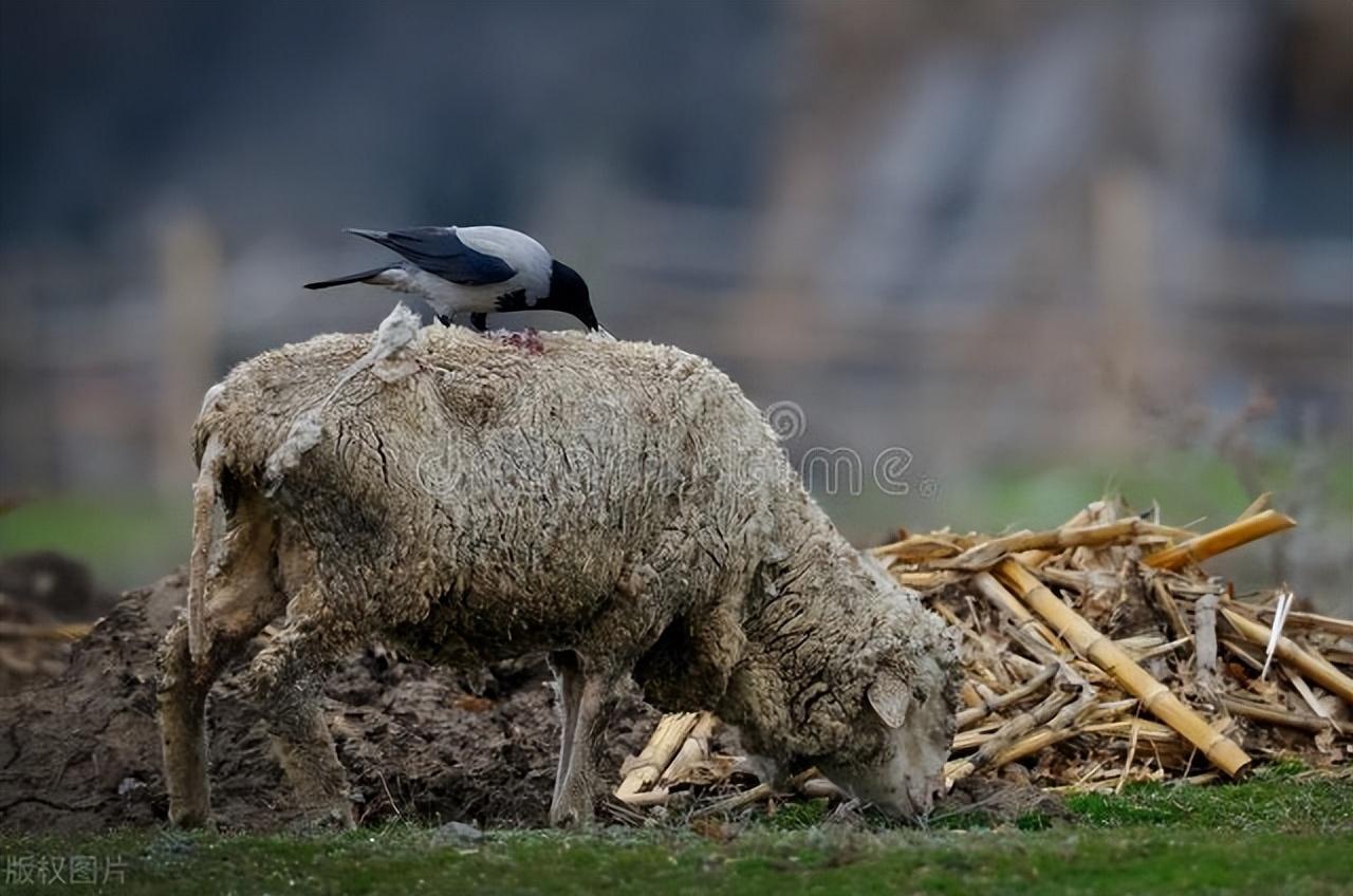 长白山故事:人猎猪,狼猎猪,棕熊也猎猪,乌鸦却是可怕的总调度