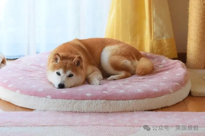 因doge表情包爆火十几年,见证一代人的网络冲浪史!