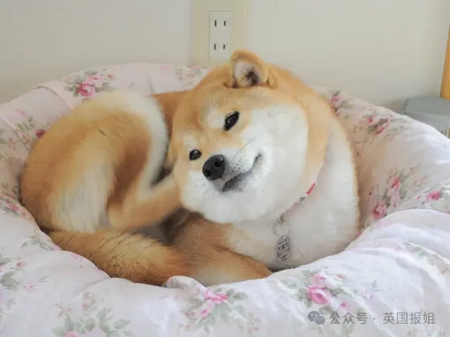 因doge表情包爆火十几年,见证一代人的网络冲浪史!