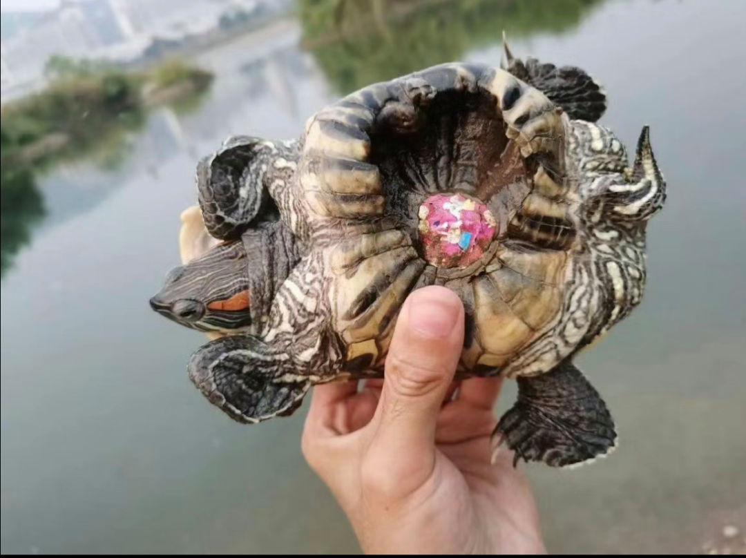 他今天鱼没钓着,可是钓着了一个小乌龟,拿起来一看,它背上是有彩色