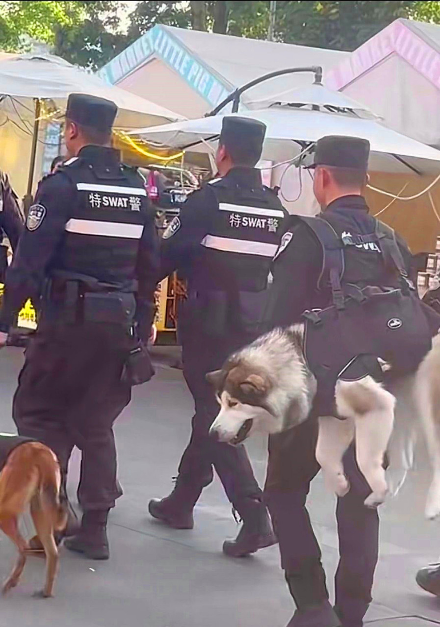 大型警犬图片 警察图片