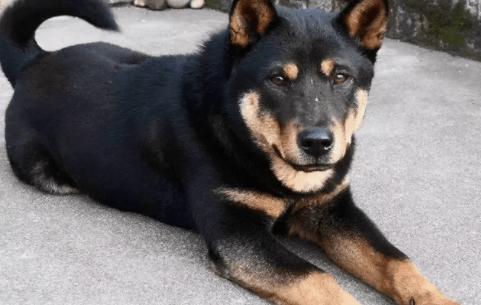 海,雇主让住家保姆去小区遛狗,没想到,半路上保姆碰到了一只黑色中华