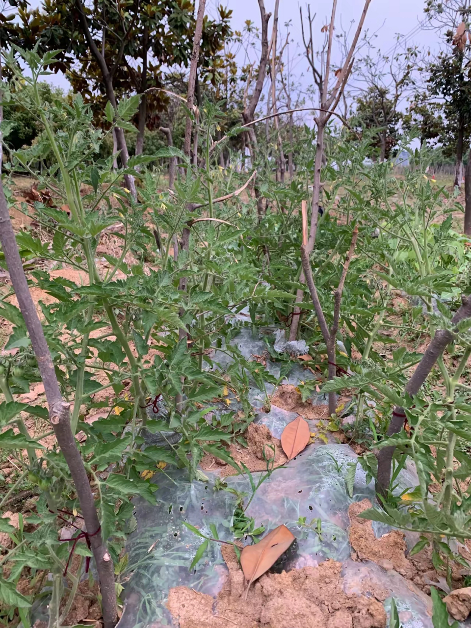 开荒种菜的经典说说(开荒种菜应该注意什么)
