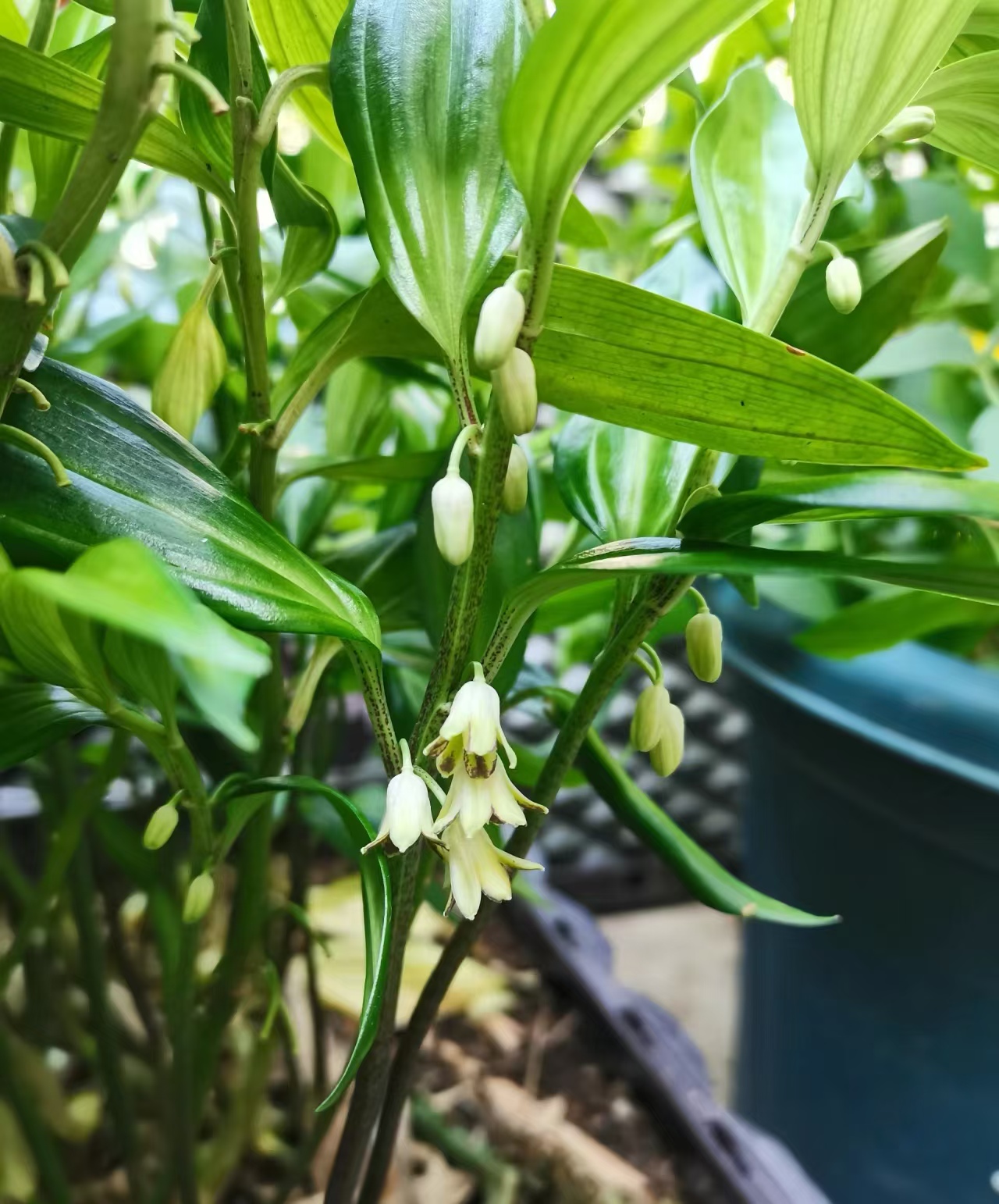 盆栽玉竹如何养护?注意这3点,粗放养护也能长很好